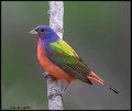 _0SB1026 painted bunting